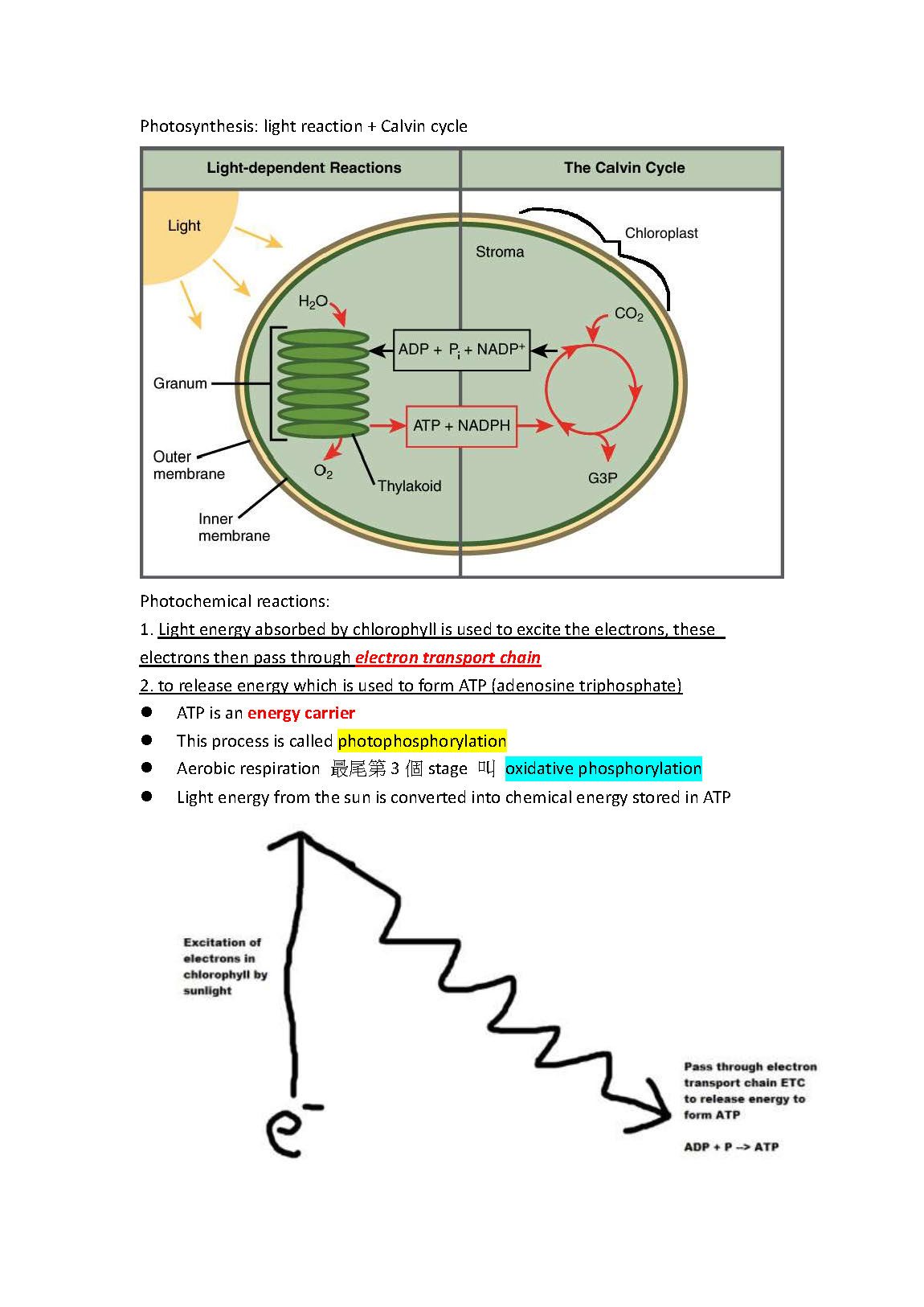 DSE plant all in one 合集 (absorption, support, transpiration, reproduction, growth and development, coleoptile, ecology) sample_頁面_08